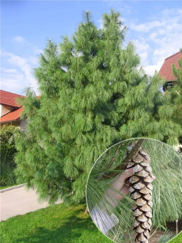 Сосна гималайская