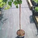 Смородина черная на штамбе 