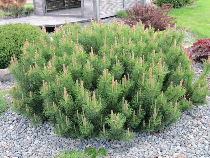 Сосна горная Пумилио