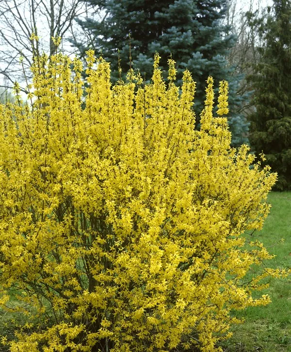 ФОРЗИЦИЯ ГОЛДРАУШ 