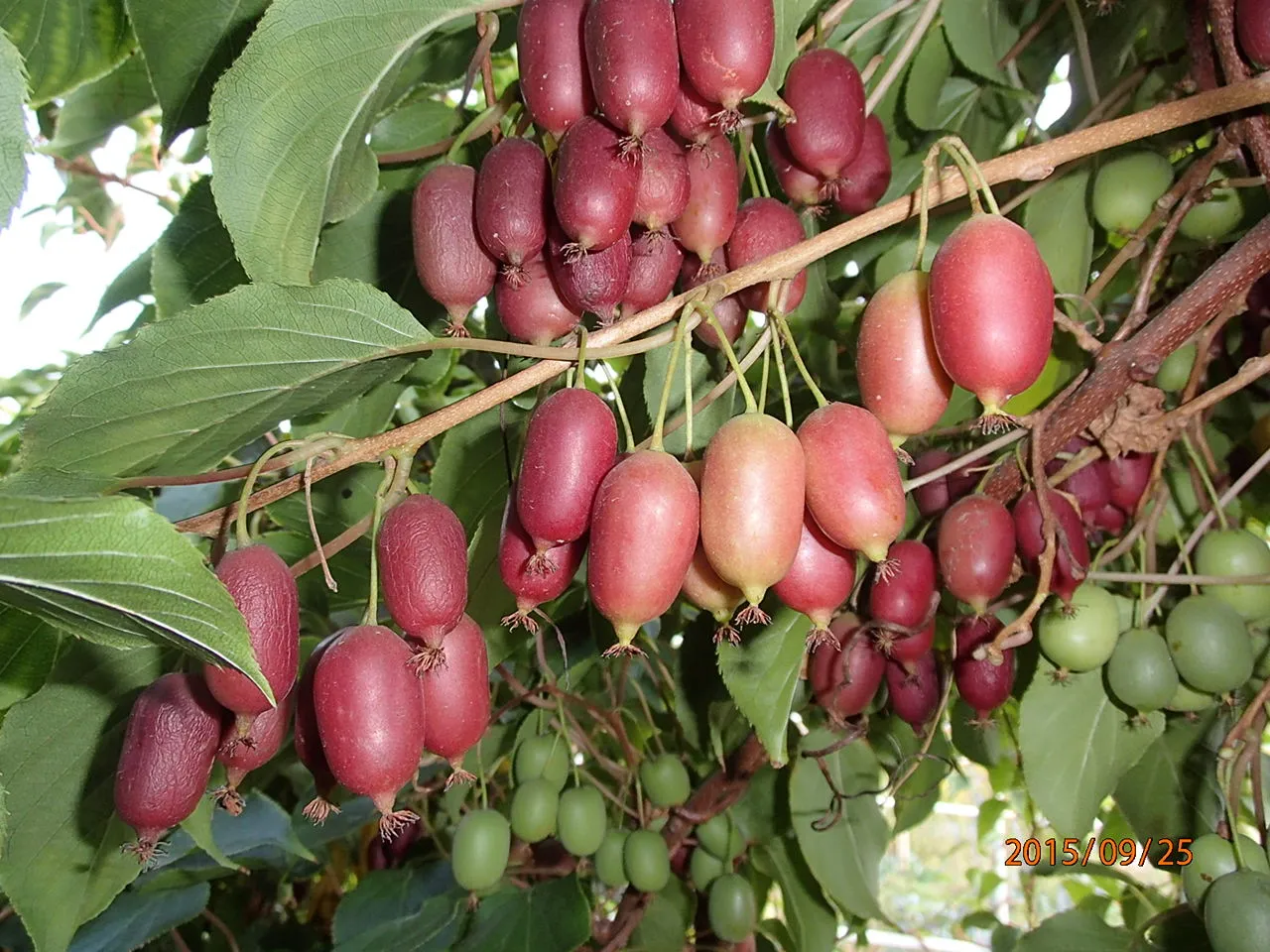 Актинидия Аргута Пурпурная Садовая