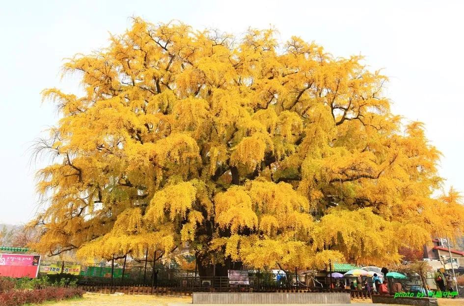 Гинго белобо