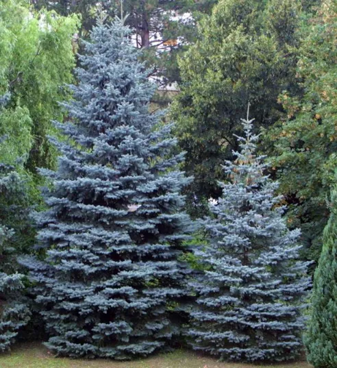 Ель колючая  Ольденбург