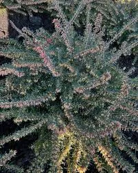 Эрика "Альпийский вереск" (зимующая)  Атрорубра