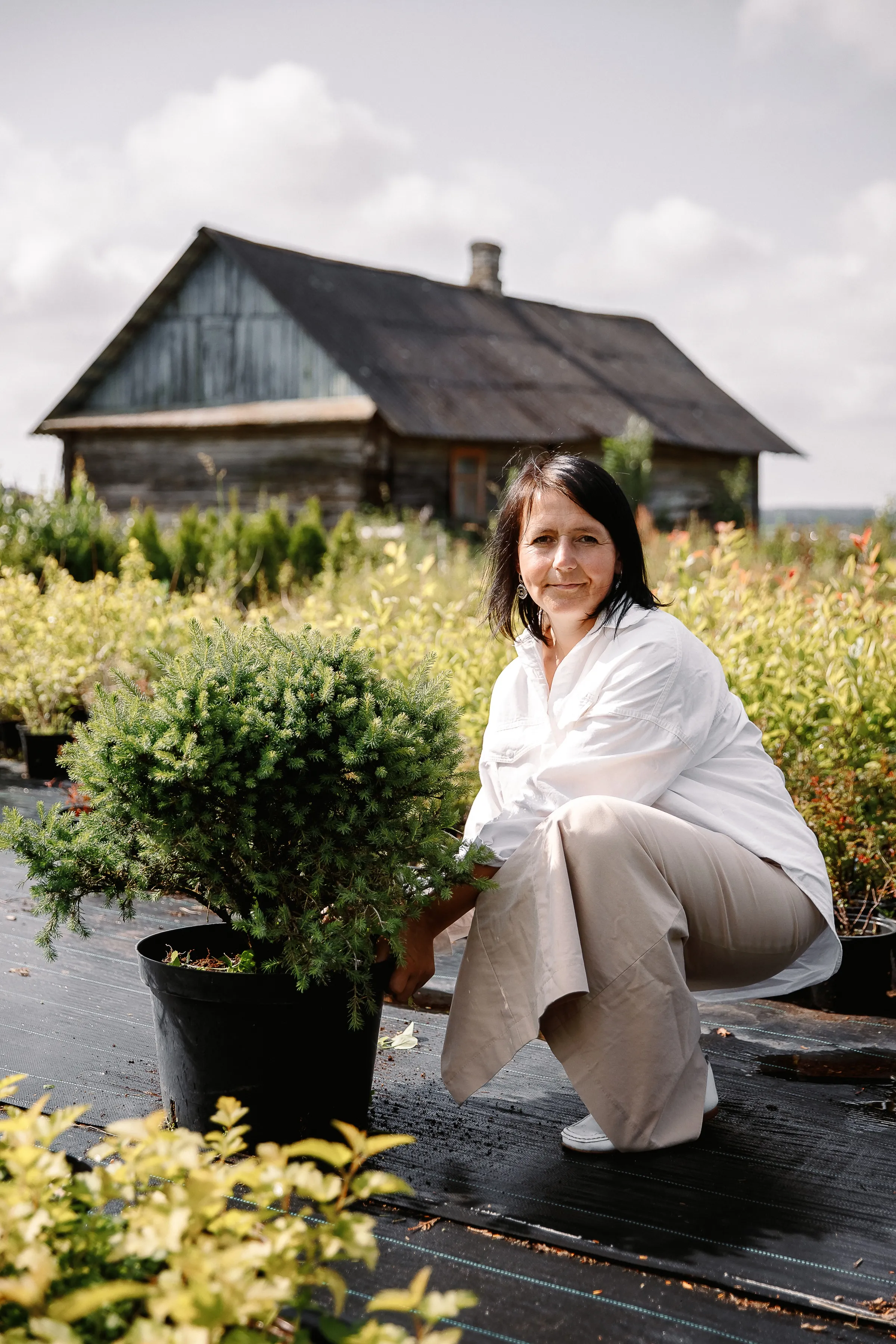 Ель ситхинская Нана