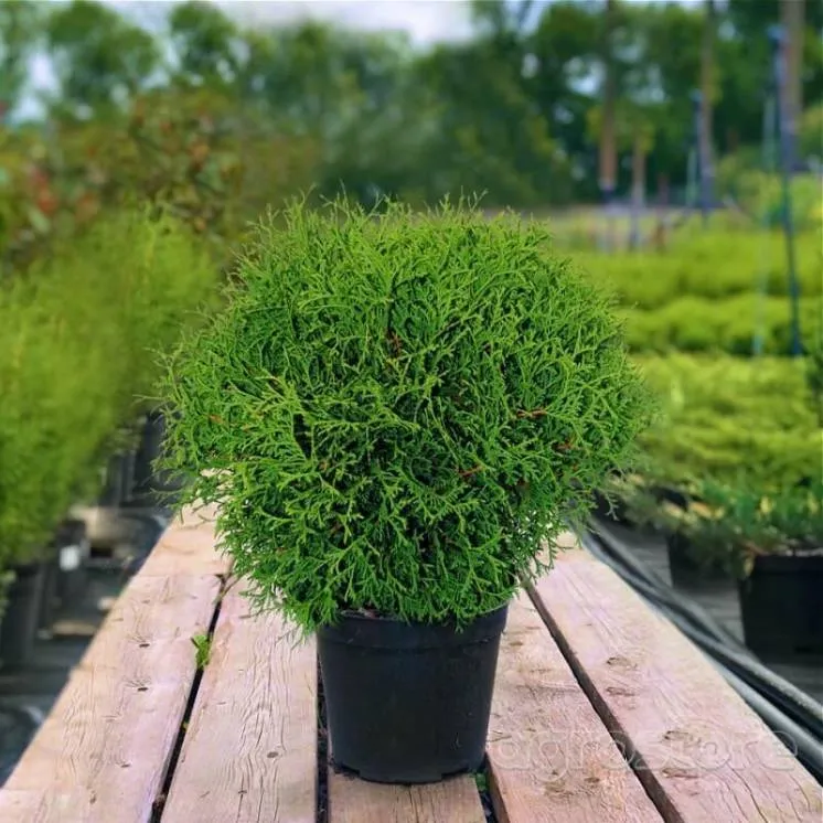 Туя западная Литл Джем 