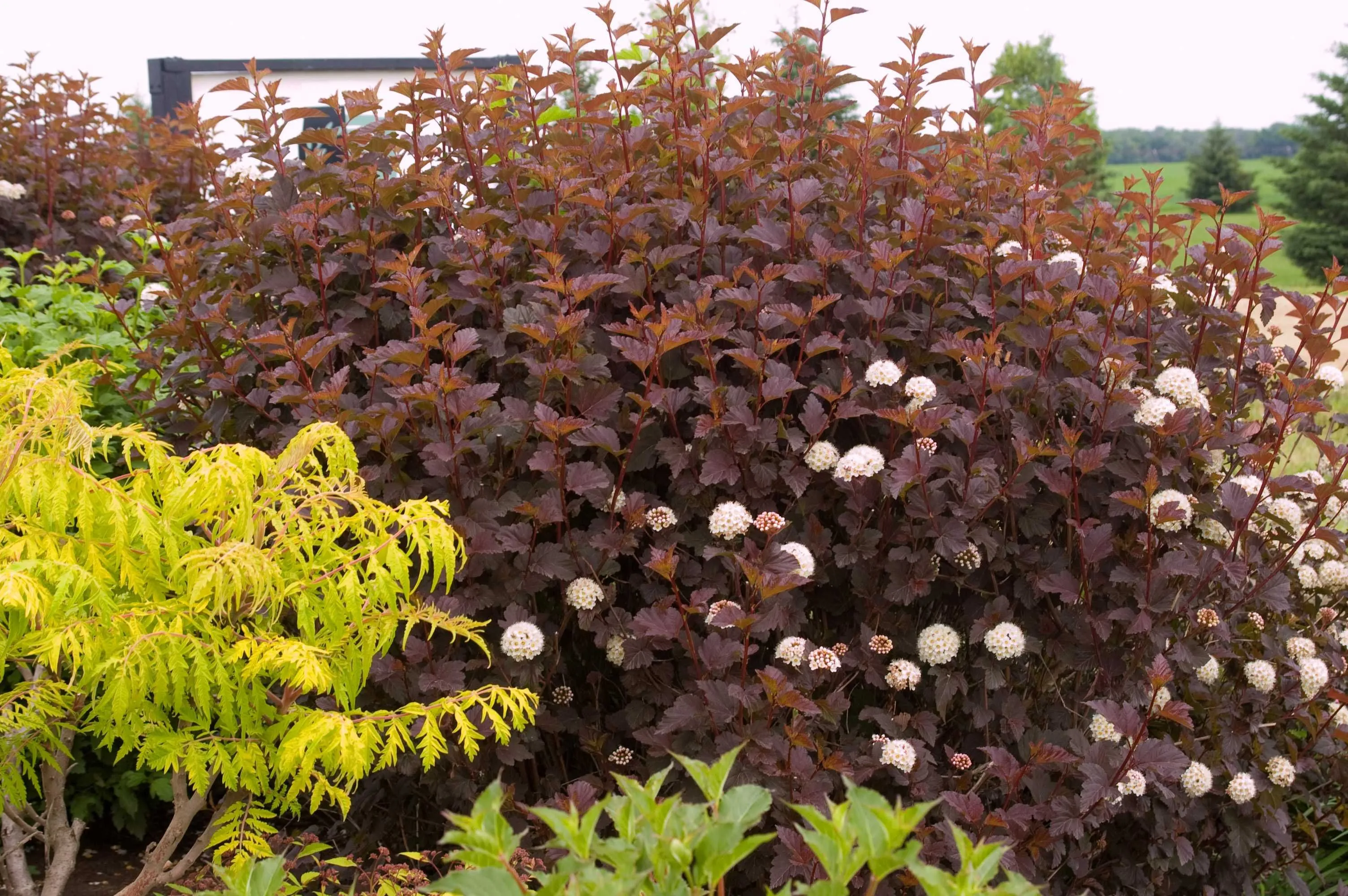 Пузыреплодник калинолистный Дьяболо