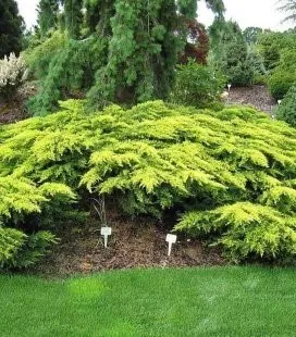 Можжевельник виргийский Golden Spring