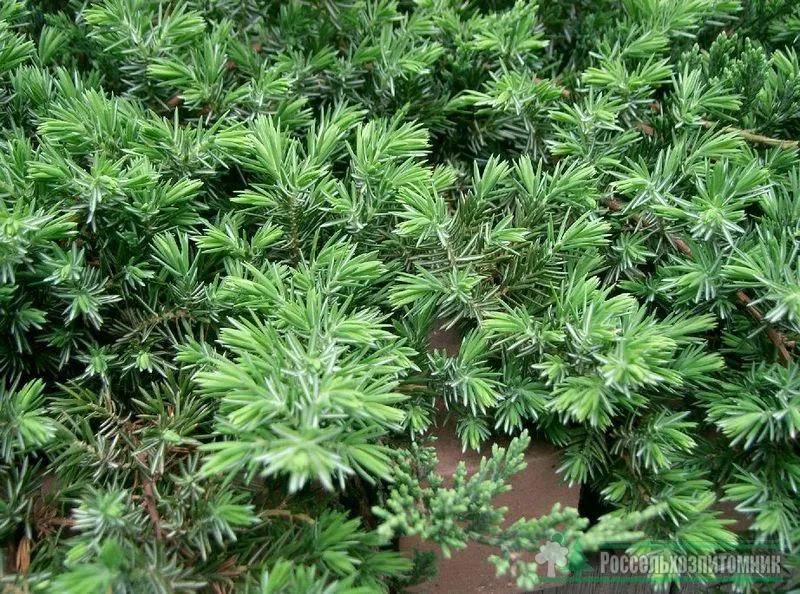 Можжевельник прибрежный Блю пасфик