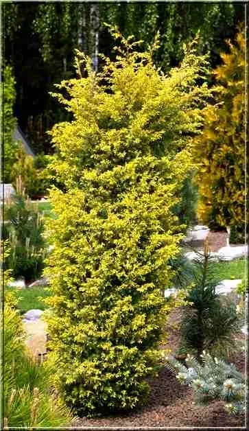 Можжевельник обыкновенный “Суецика Ауреа” (Suecica Aurea)