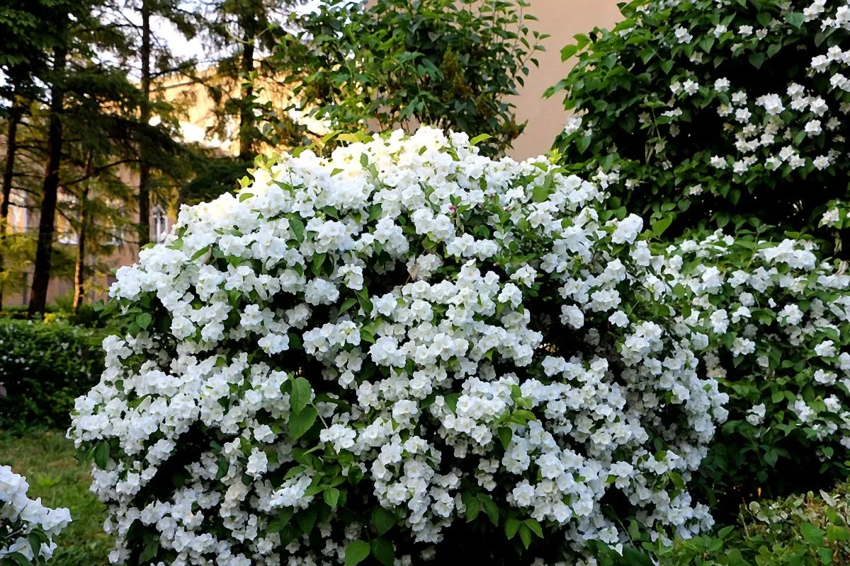 ЖАСМИН (ЧУБУШНИК) БОКЛЕР