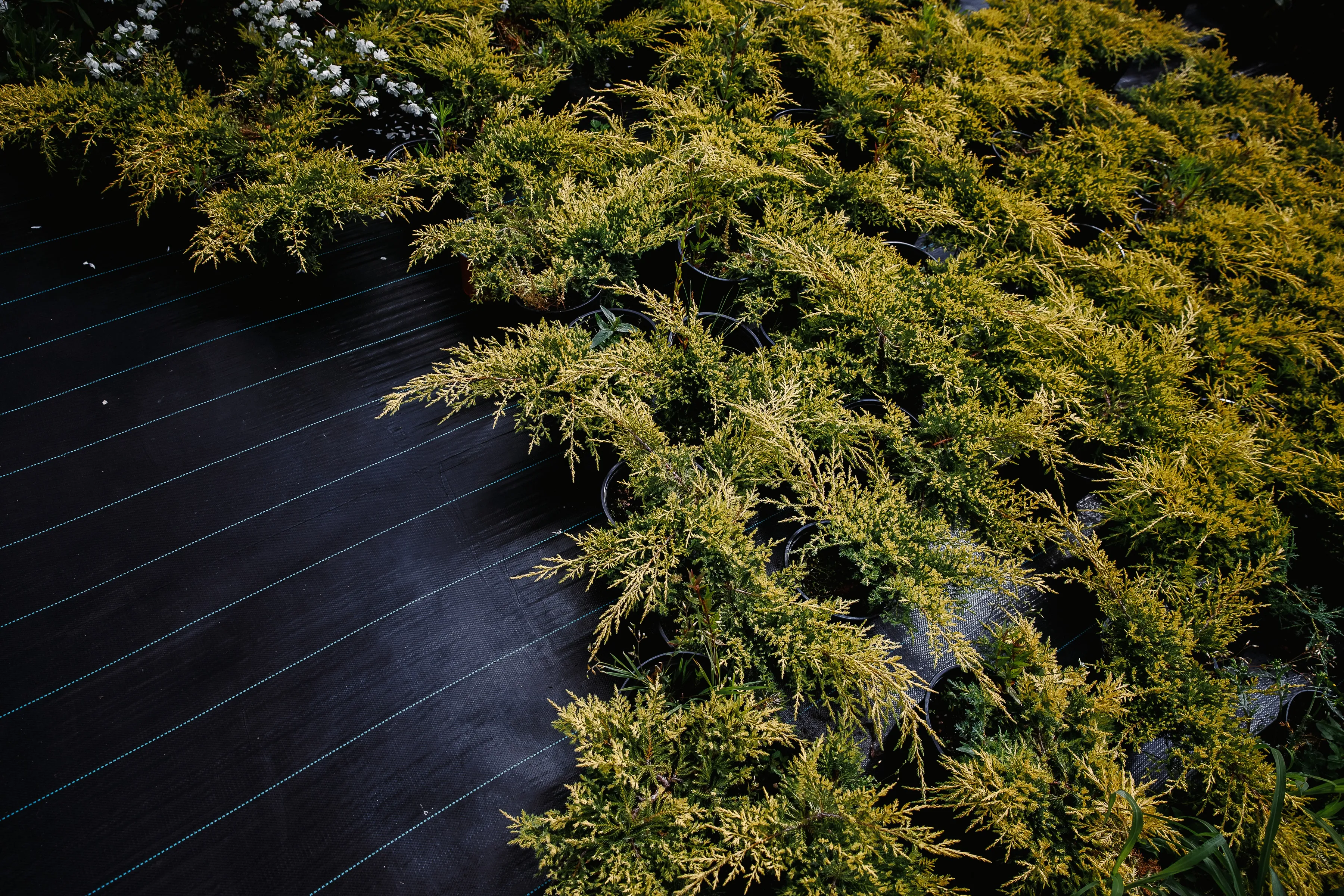 Можжевельник средний Голд Стар