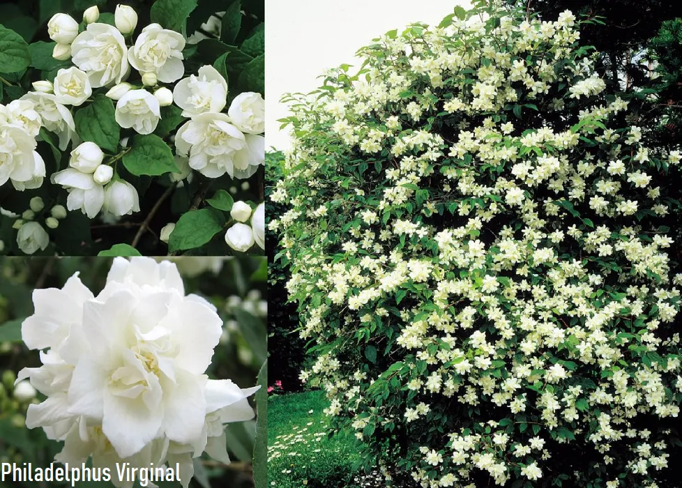 Чубушник Вирджинал