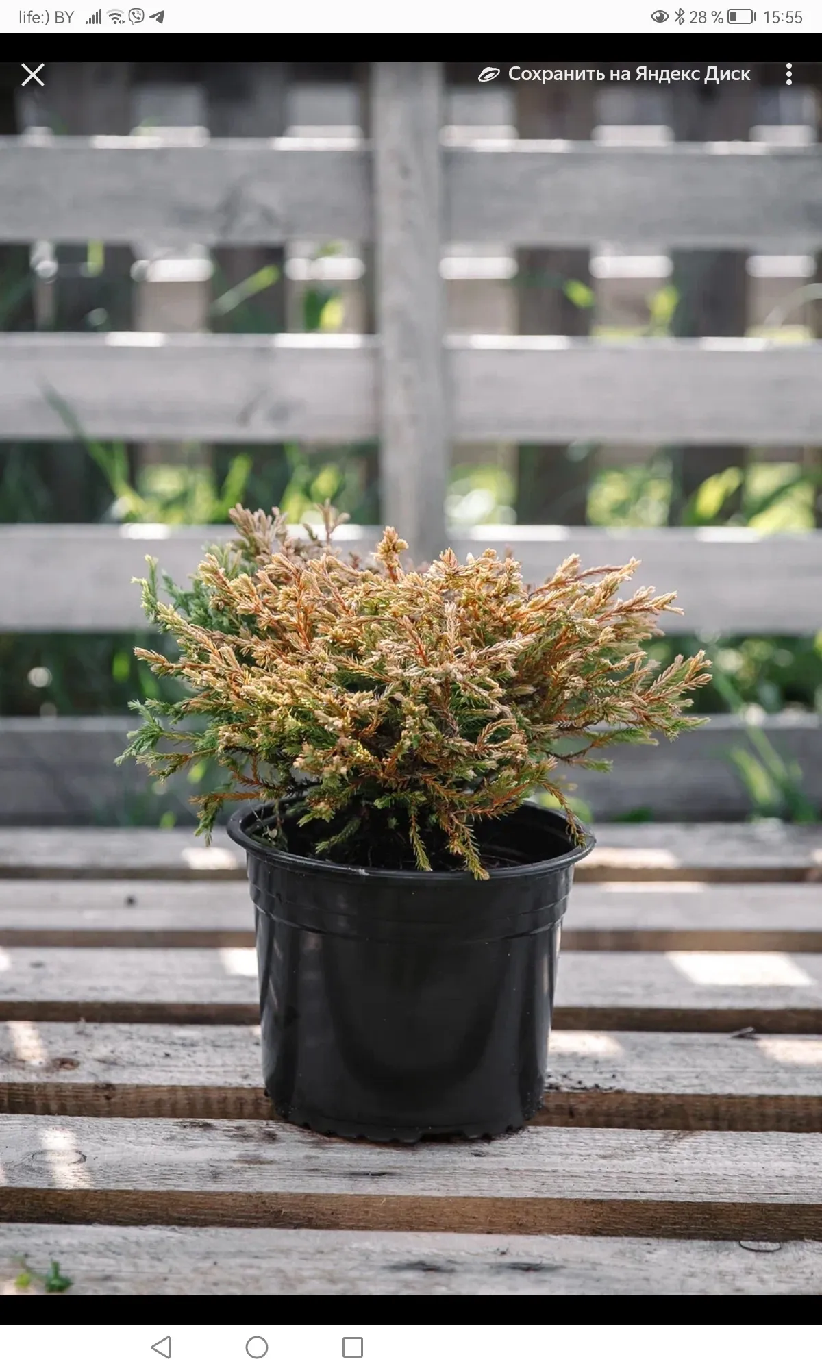 Туя западная Голден Таффет