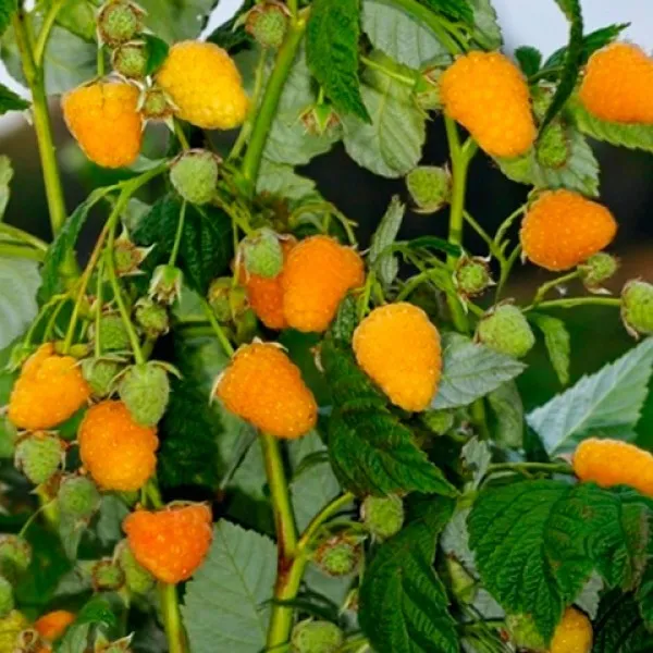 Малина золотая осень