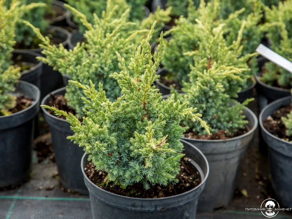 Можжевельник Блю Компакт