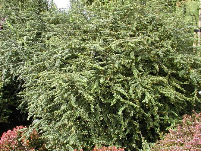 Барбарис тунберга Грин Орнаментал