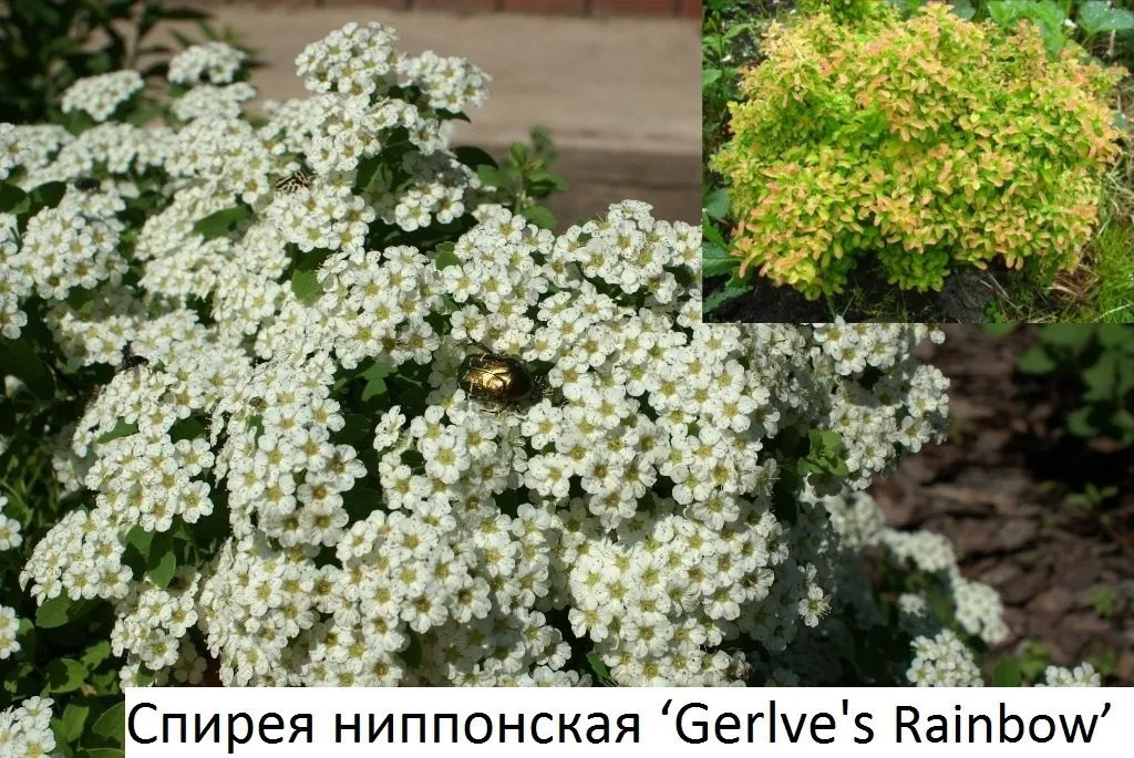 Спирея ниппонская  Джевлс Рейнбоу