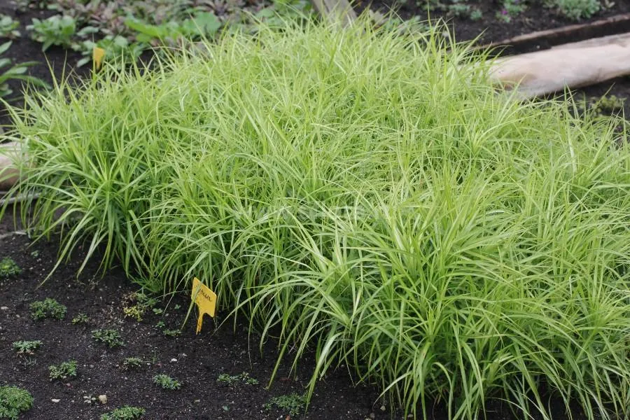 Осока Пальмолистная