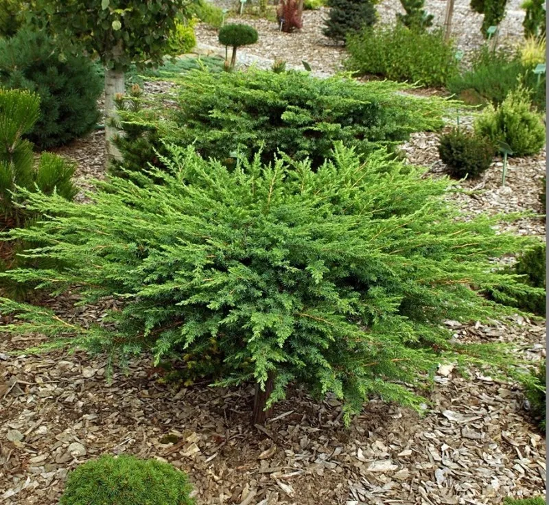 Можжевельник прибрежный Шлягер 