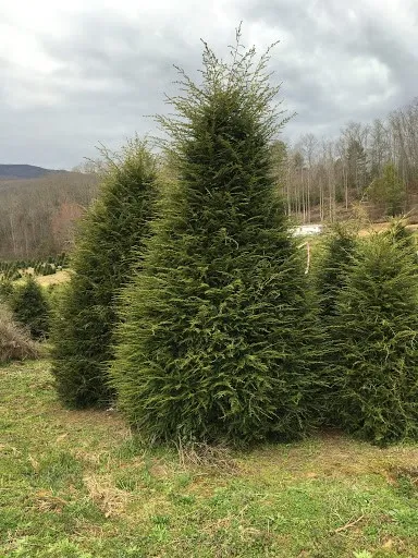 Тсуга канадская 