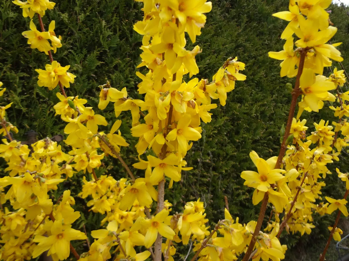 ФОРЗИЦИЯ ГОЛДРАУШ 