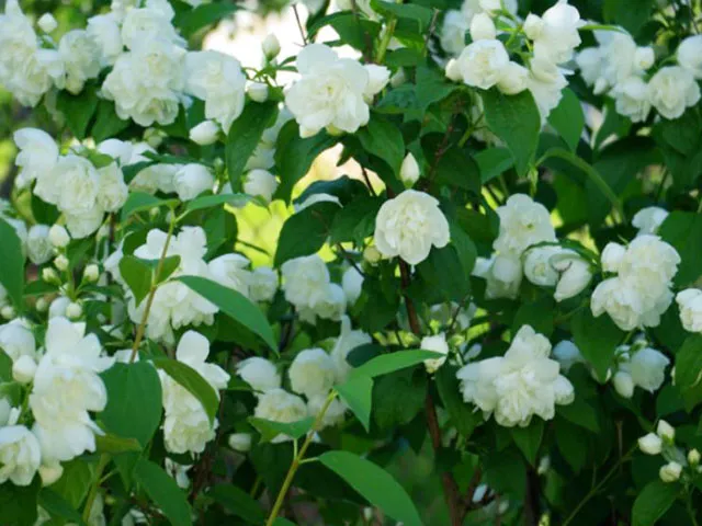 Чубушник (жасмин) Миннесота Сноуфлейк