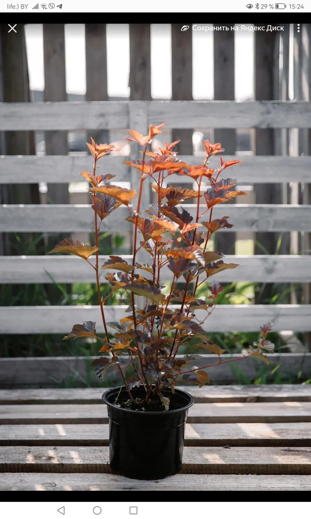 Пузыреплодник калинолистный Ред Барон