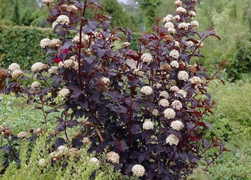 Пузыреплодник калинолистный Дьяболо