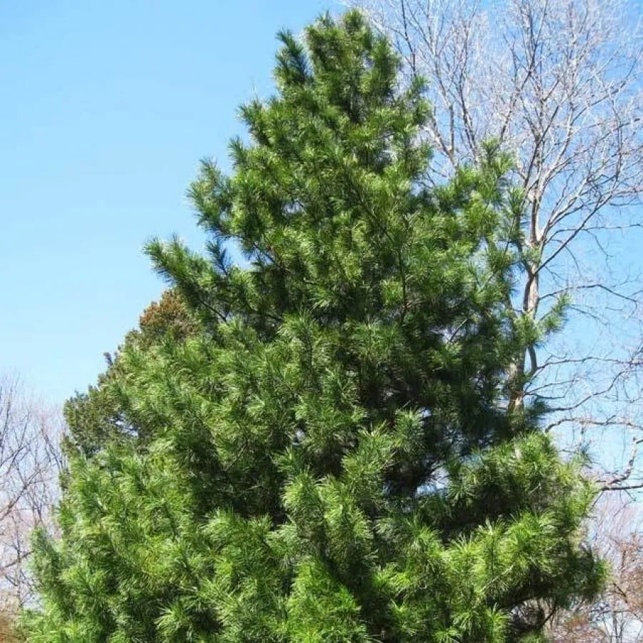 Сосна Кедровая Корейская