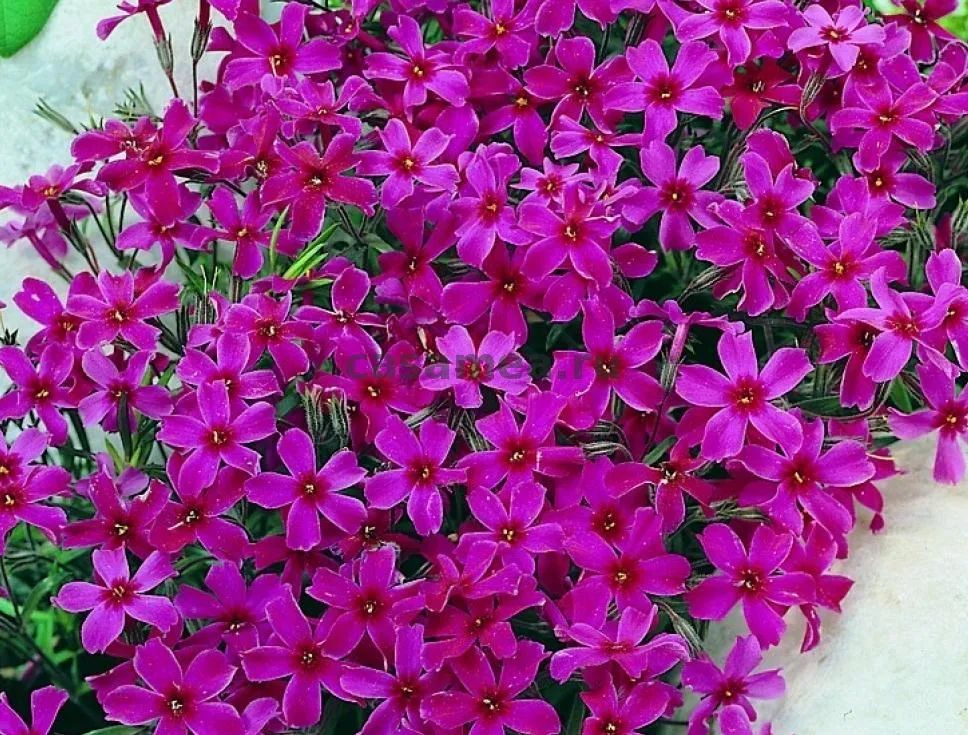 Флокс шиловидный 'Atropurpurea  Атропурпуреа