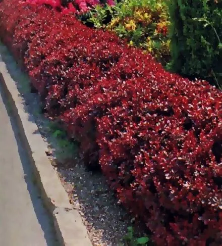 Барбарис Тунберга Атропурпуреа Нана