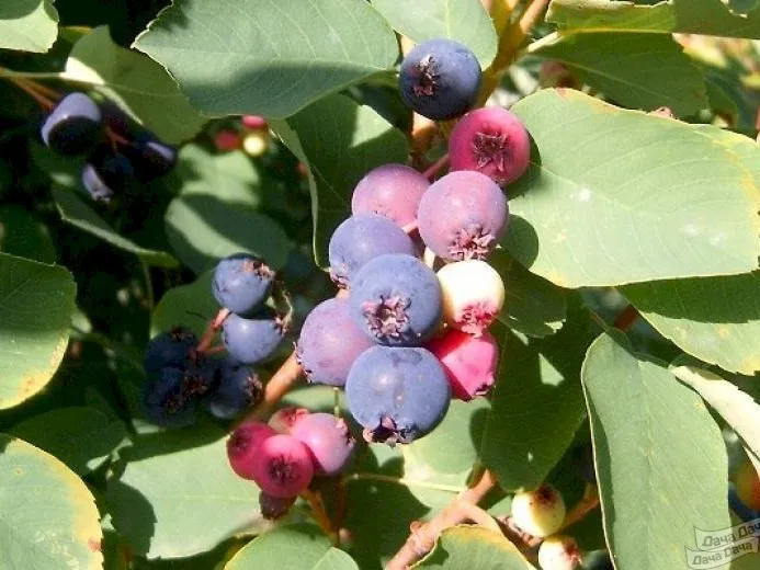 Ирга Колосистая