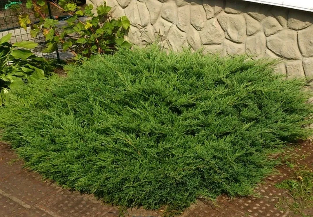 Можжевельник Андора Компакта