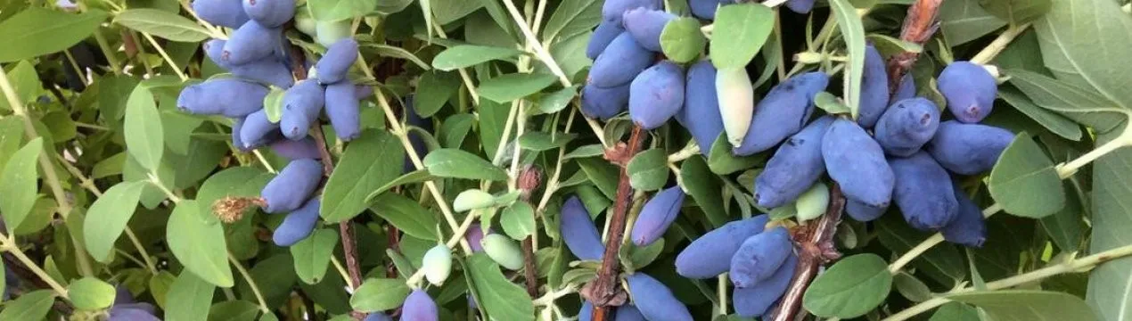 Жимолость съедобная крупноплодная Югана