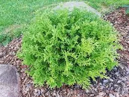 Туевик долотовидный Нана