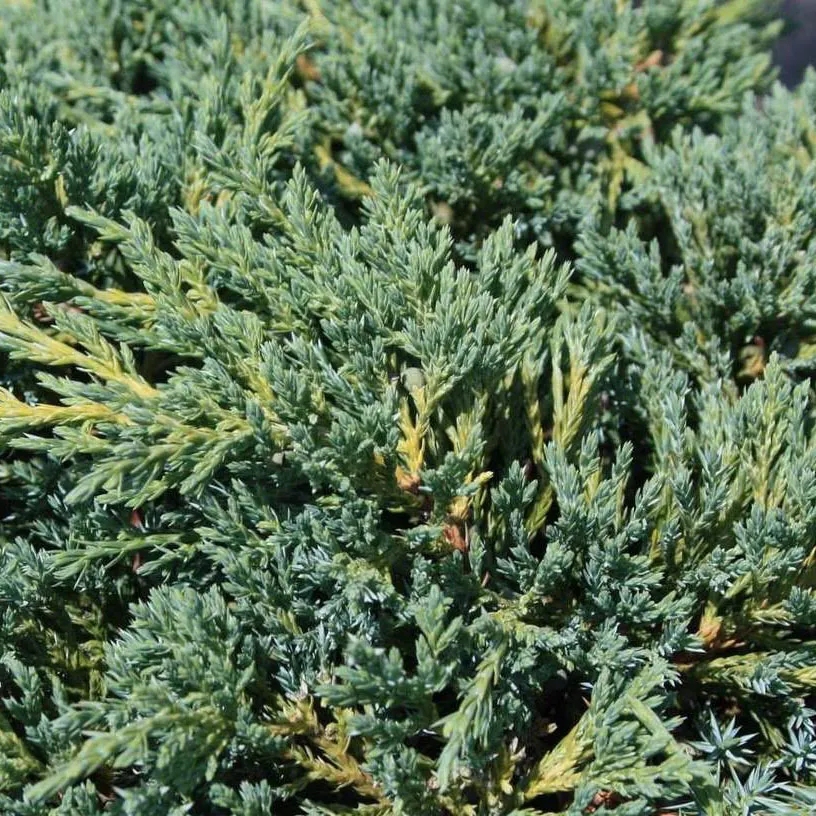 Можжевельник Блю Компакт