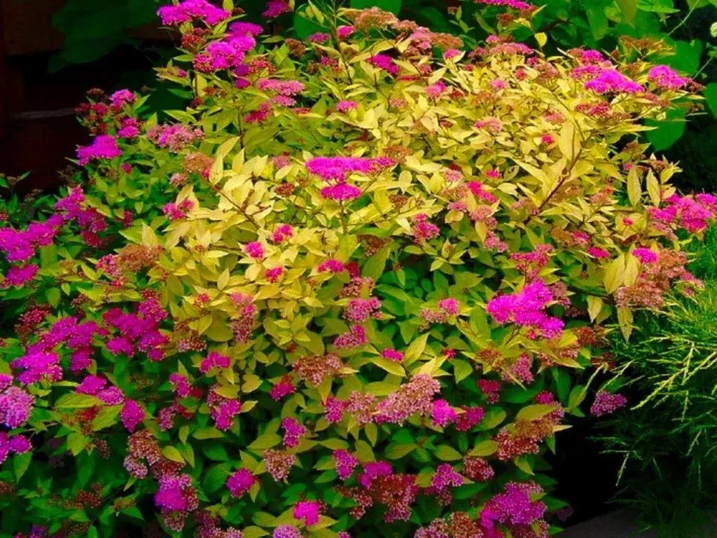 Спирея японская Голден Принцесс