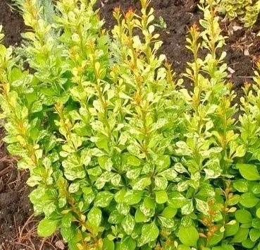 Барбарис Тунберга Паувау