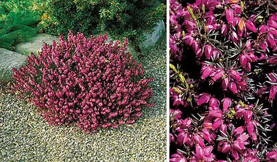 Эрика "Альпийский вереск" (зимующая)  Атрорубра