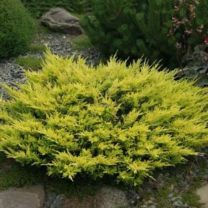 Можжевельник горизонтальный Лайм Глоу