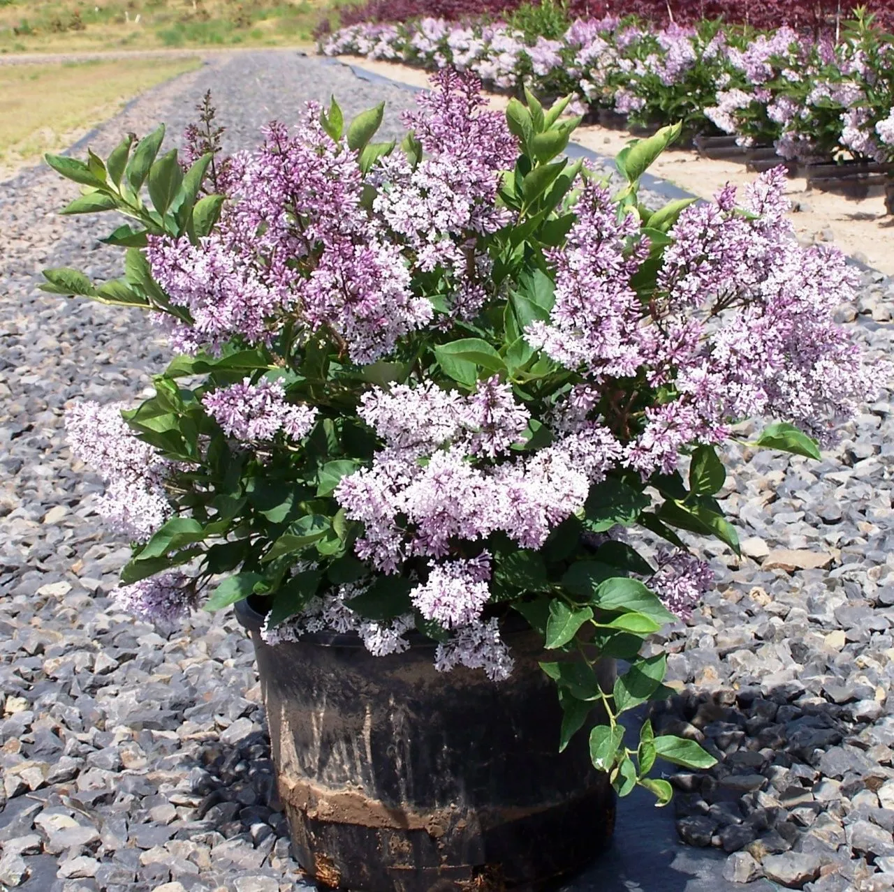 Сирень 'Сирень Джози, Syringa `Josee  