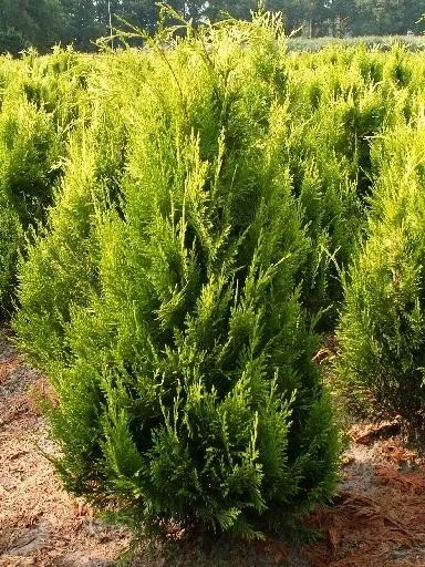 Кипарисовик Лавсона Ивоне