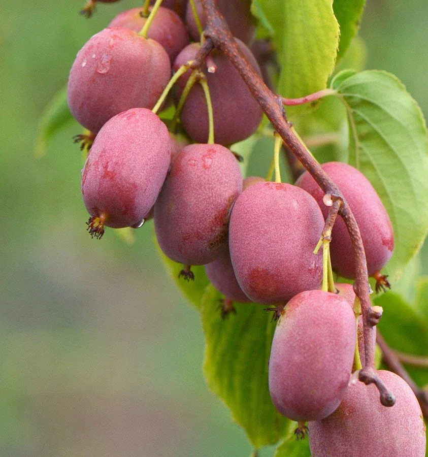 Актинидия Каломитка