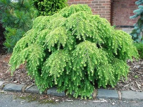 Тсуга канадская Йеделох
