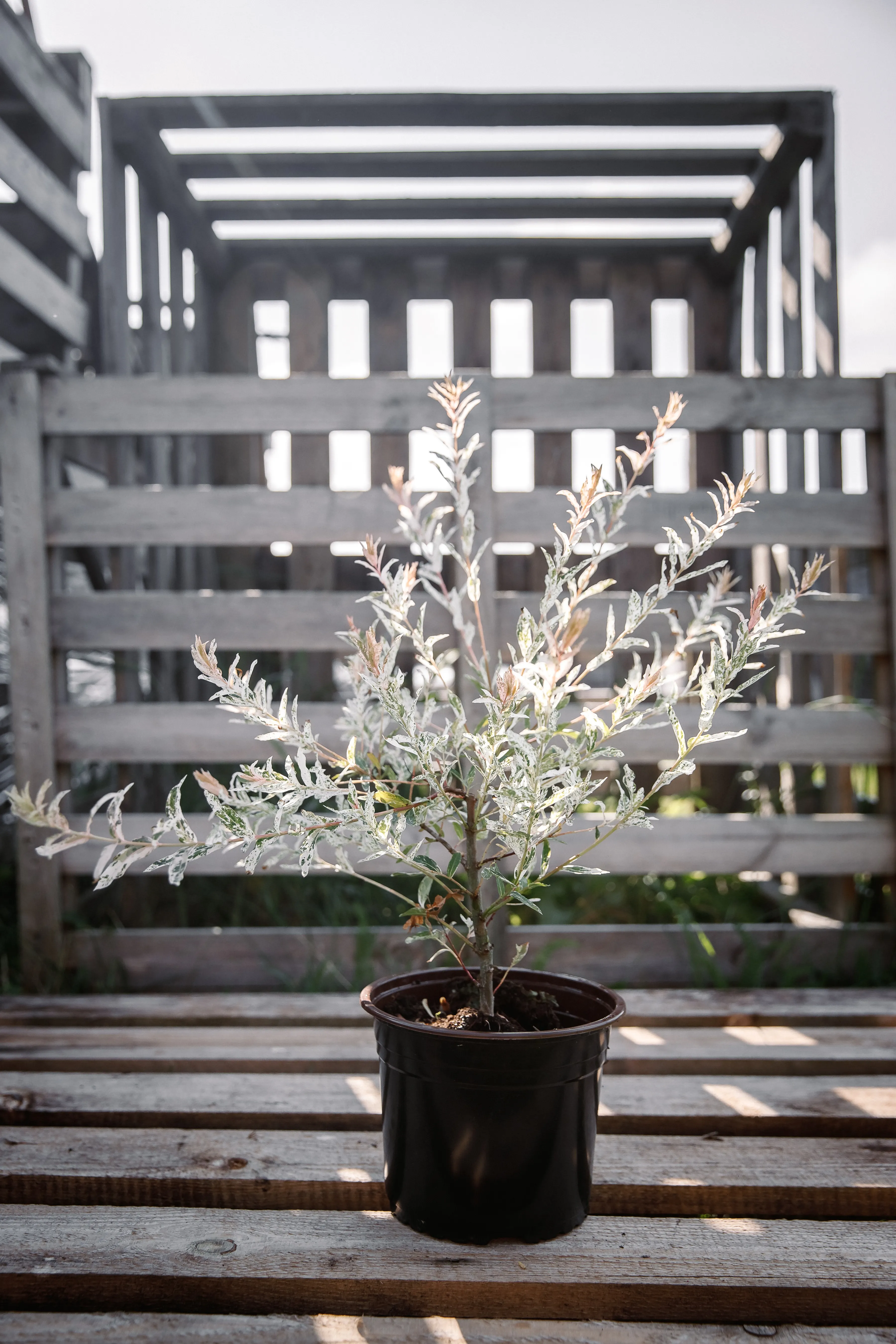 Ива Хакура-нишики