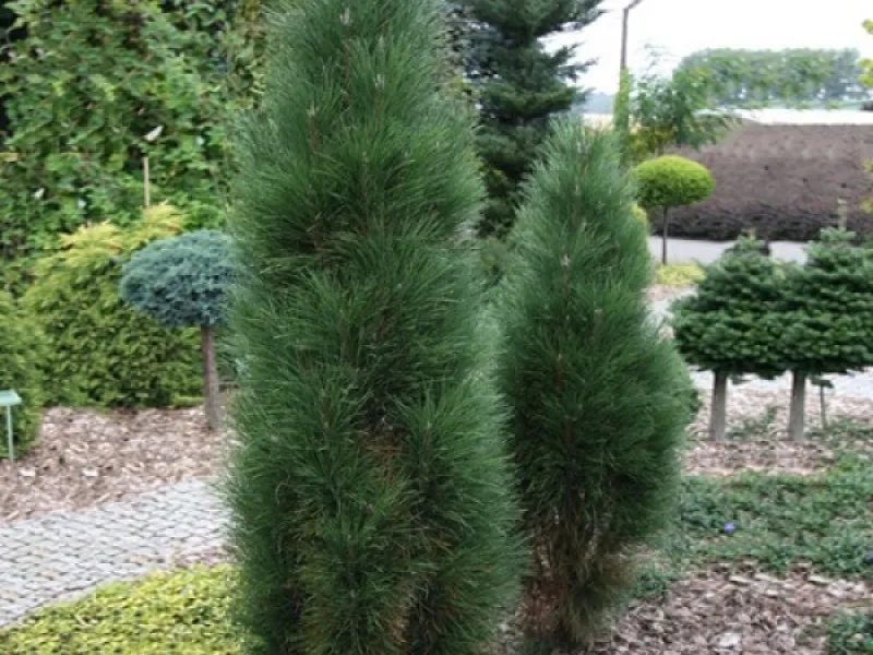 Сосна Грин тауэр