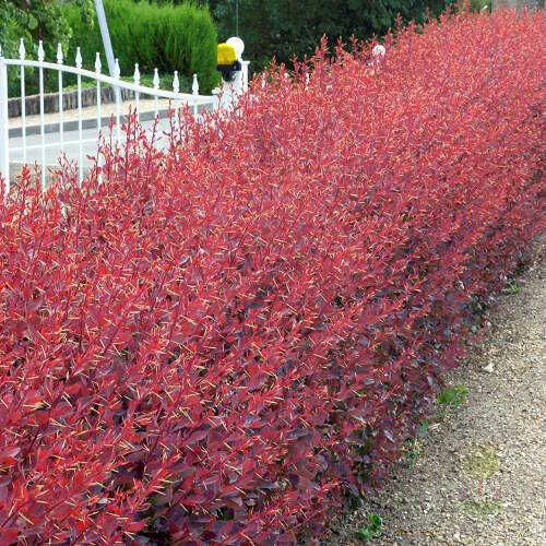  БАРБАРИС ОТТАВСКИЙ 'АУРИКОМА'