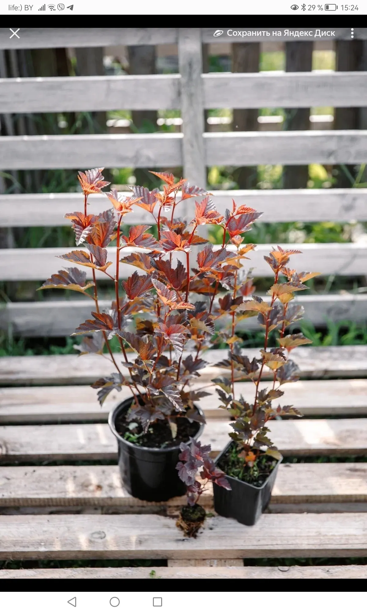 Пузыреплодник калинолистный Ред Барон