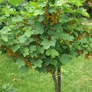 Смородина на штамбе